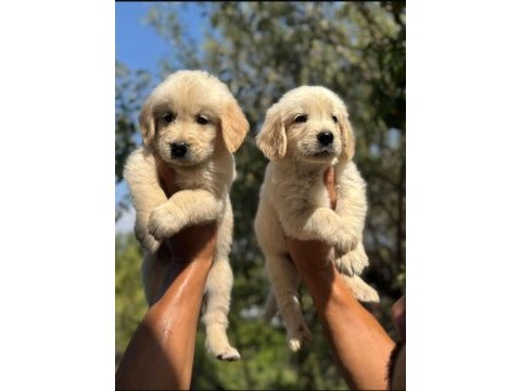 Tatlı golden köpeklerimiz yeni yuvasını bekliyor