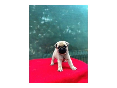 A kalite pug (rıfkı)