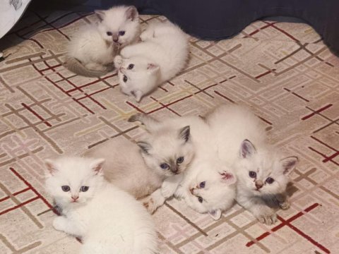 6 adet british blue point ve shorthair bebek