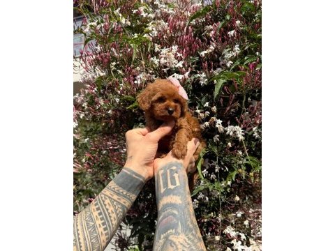 Orjinal ırk ve sağlık garantili köpekler