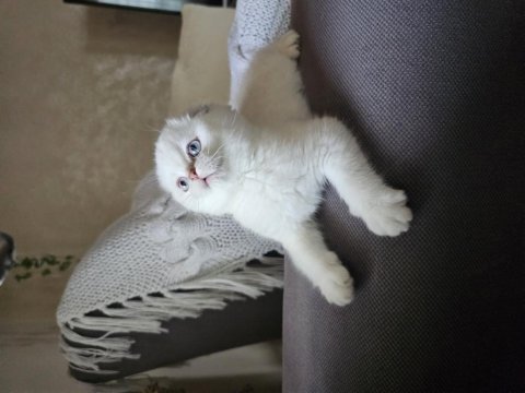 Üst kalite sıfır kulak scottish fold şecereli yavrular