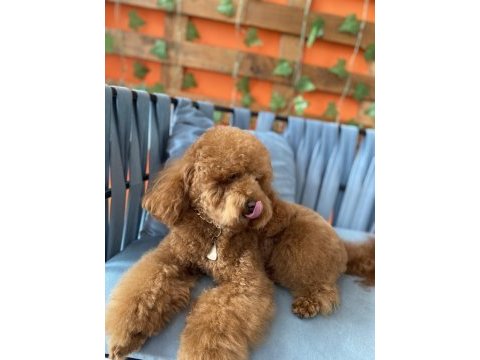 Red brown toy poodle