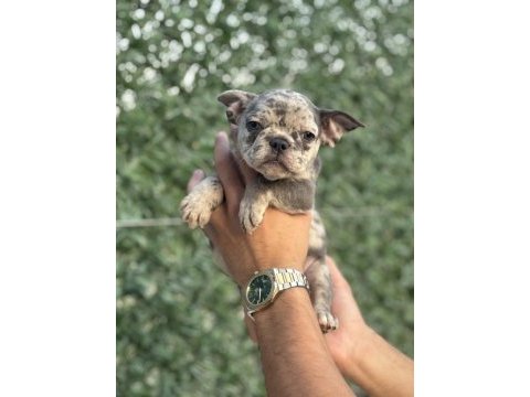 French bulldog bebekler