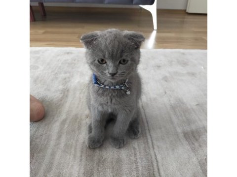 45 günlük yavru scottish fold