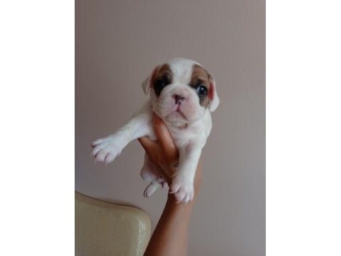 Fransız bulldog bebekler