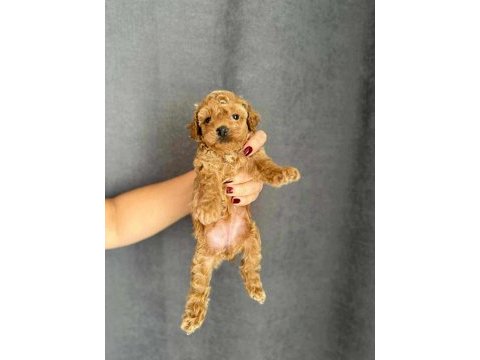 Biblo güzelliğine sahip red brown kore poodle yavrular