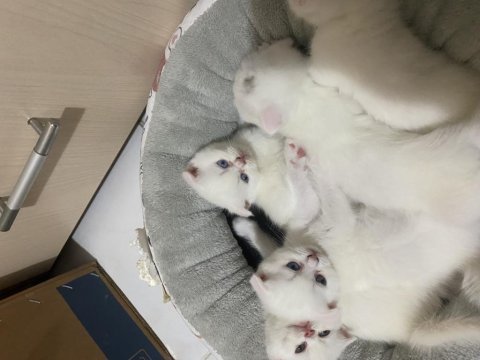 British shorthair scottish fold karışımı 4 dişi 1 erk