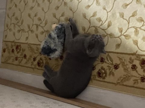Ev dostu bakımlı aşıları tam british shorthair