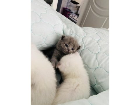 Rezerveye açık 1 aylık british shorthair