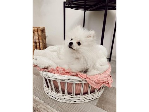 6 aylık pomeranian tüm malzemeleriyle birlikte