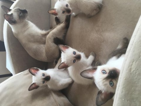 Safkan klasik kırık kuyruk siyam bebeklerime yuva arıyorum