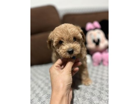 Maltipoo dişi