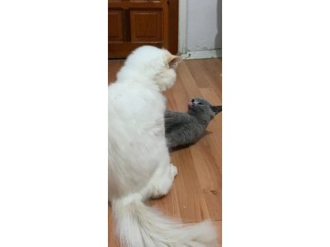 Sevimli oyun kedisi