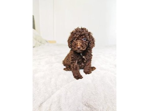 Çıkolatalı toy poodle bebekler