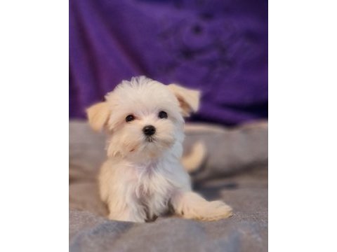 Orjinal teacup morkie yavrularımız