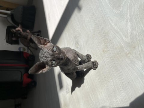Safkan sfenks yavrularım