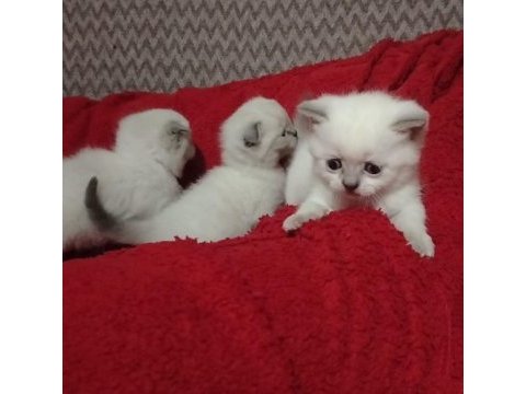 Blue point scottish fold izmir buca