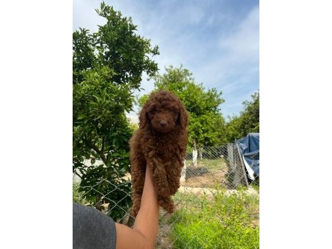 Anne altından red brown poodle yavrumuz