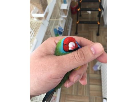 Bengal ispinozu dişi erkek karışık