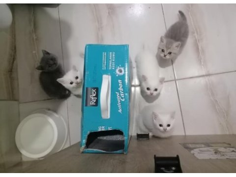 British shorthair bebekler