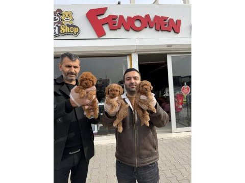 Show kalite lekesiz toy poodle yavrular ankara da