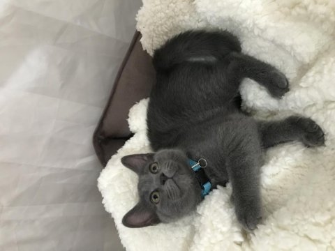 British shorthair yavru