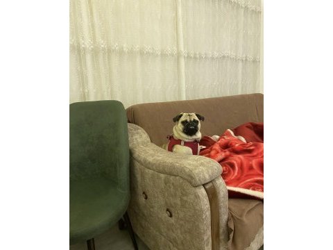 1.5 yaşında aşılı karneli dişi pug