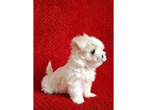 Maltese terrier ırkının en özel yavruları
