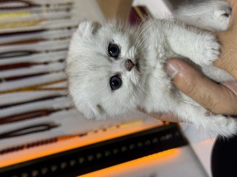 Safkan oyuncu scottish fold bebekler yuvalarını bekliyor