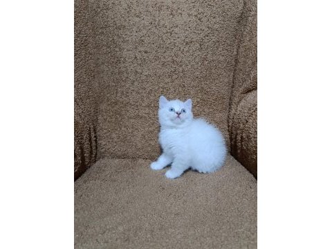British shorthair silver point kızımız