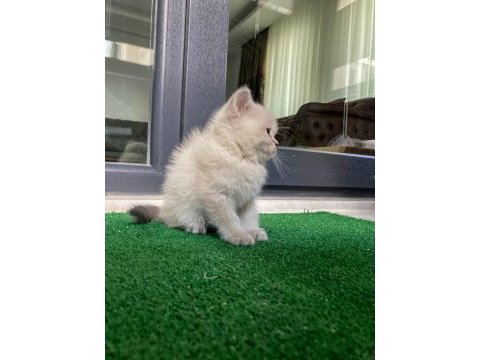 Pamuk tüylü blue point scottish