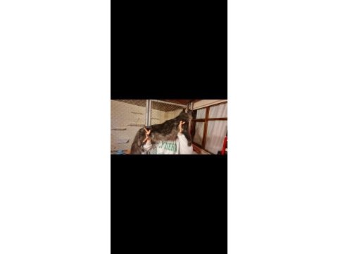 Safkan full scr yetişkin maine coon