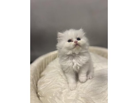 Erkek dişi british longhair yavrular