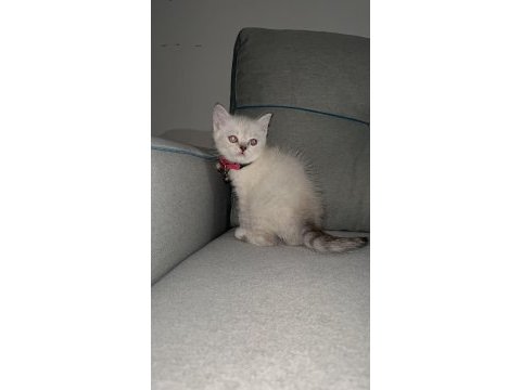 A kalite british shorthair blue point dişi