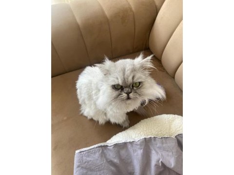 Chinchilla kedimi sahiplendirmek istiyorum