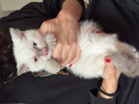 Scottish fold ve british shorthair