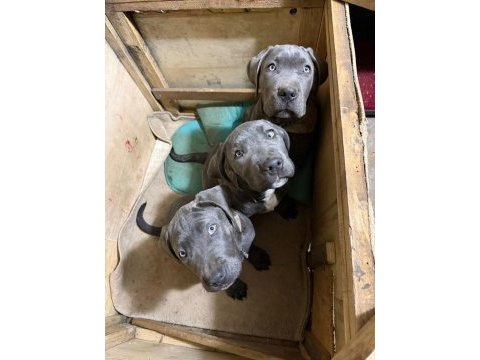 Cane corso blue erkek yavrumuz