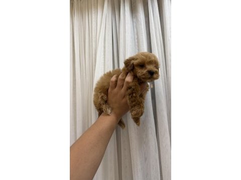 Teacup kore maltipoo yavrusu