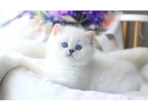 Pamuk gibi silver british shorthair