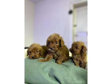 Red brown toy poodle puppıes 2