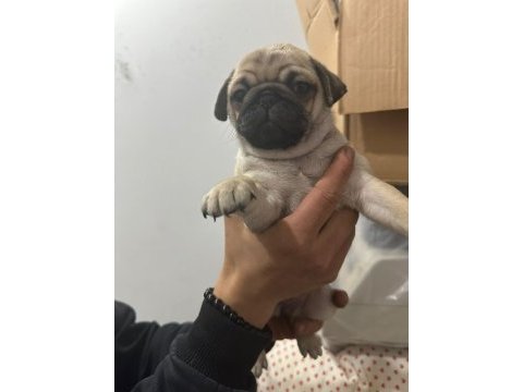 Show class pug mops bebekler