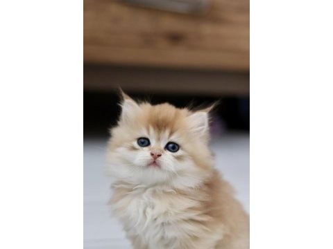 Safkan cana yakın sosyal british longhair bebekler
