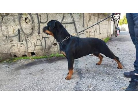 Orjinal rottweiler yavruları rezervede