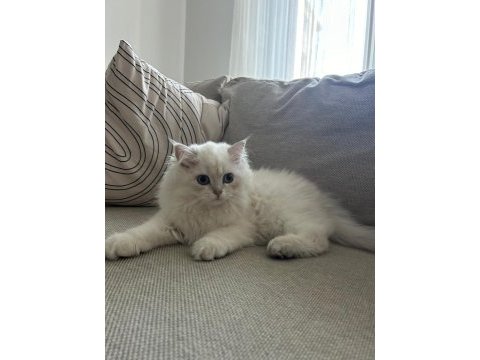 3.5 aylık british longhair yavru bundan sevimlisi yok