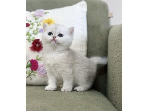 Mükemmel kalite silver ns11 british shorthair kedisi
