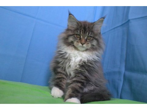 İlloai ve arthur eşleşmesi son iki kız şecereli maine coon