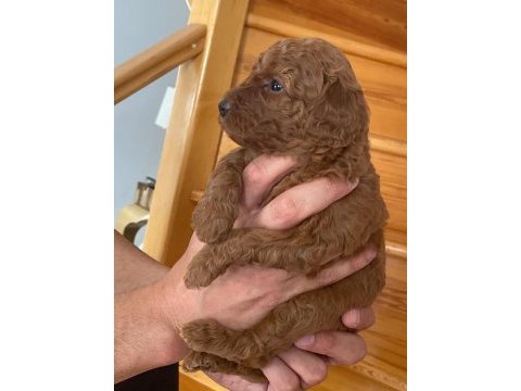 Üst kalite ev ortamında büyüyüyen poodle güzellikleri