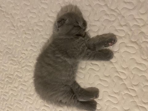Yavru scottish fold minnoşlarımız