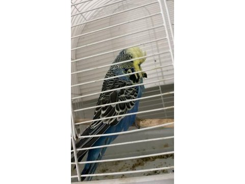 Sahibinden hazır takım show jumbo muhabbet kuşu