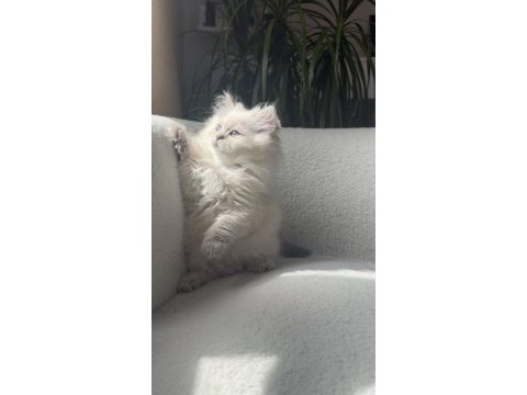 Beyaz british longhair kedimiz